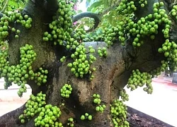 Nên trồng cây sung và đặt cây sung tại vị trí nào trong nhà để đem lại may mắn?