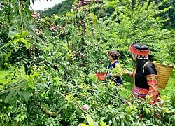 Ngẩn ngơ trước rừng mận chín đỏ ở Mộc Châu