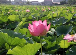 Sắc hồng giữa lòng di sản