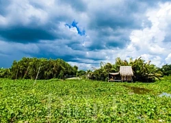 Về Cái Mơn Hành trình trên chuyến sông quê tĩnh lặng