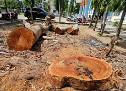 Vụ cây trong trụ sở phường bị chặt bán: Truy trách nhiệm lãnh đạo phường