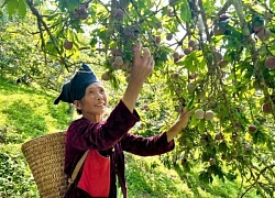 Tà Tổng vào mùa mận chín
