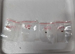 Hai người Trung Quốc bị tố mang 'vũ khí khủng bố nông nghiệp' vào Mỹ