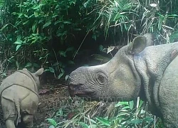 Indonesia di dời tê giác Java nhằm đa dạng hóa nguồn gene