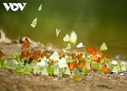 Khám phá Cúc Phương mùa bướm thơ mộng