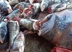 7 tạ cá sống dưới hồ bất ngờ bị cắt đứ.t đầ.u, lãnh đạo tỉnh Hà Tĩnh nói gì?