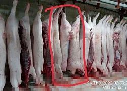 'Người tố C.P. Việt Nam' tung thêm hình ảnh heo đầy đốm lạ: Hé lộ nơi chụp