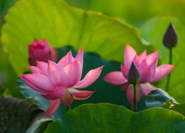 Sen hồng vươn mình giữa nắng hạ Cố đô