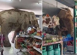 Voi hoang dã 'mò' vào hàng tạp hóa kiếm thức ăn