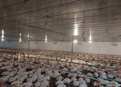 10.000 con gà đột ngột chết ngạt, trăm người giúp chủ trại làm thịt