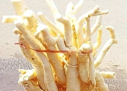 3 tác dụng của củ đinh lăng, 2 lưu ý khi dùng