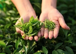 7 thực phẩm vừa làm đẹp da vừa giúp giải độc gan tự nhiên