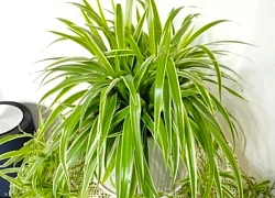 Đặt đúng 4 chậu cây này khiến nhà rộng bất ngờ mà không cần đập phá
