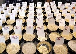 FAO: Giá lương thực thế giới giảm trong tháng 5
