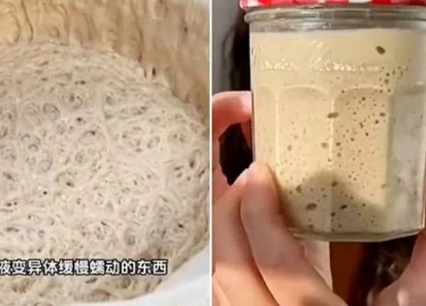 Lười nhưng thích "chữa lành", giới trẻ Trung Quốc nuôi nấm men làm thú cưng
