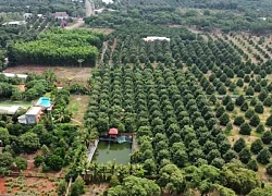 Du lịch Đồng Nai - về miền trái ngọt
