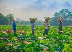 Mùa sen nở rộ dưới núi đá vôi hùng vĩ Ninh Bình
