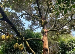 "Nổ" có vườn sầu riêng, lừa hơn 5 tỷ đồng tiền cọc rồi bỏ trốn