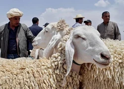 Thu gom da cừu sau lễ Eid al-Adha: Nguồn tài nguyên quý giá cho ngành da và dệt may