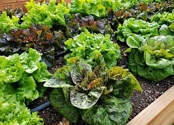 2 loại rau dễ là nơi 'tổ ký sinh trùng' ẩn náu, nhất là cái số 1