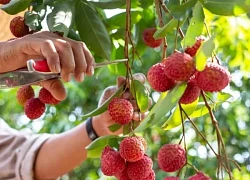 5 cách để ăn quả vải không bị nóng