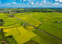 Bức tranh mùa lúa chín trên đồng quê Thái Bình