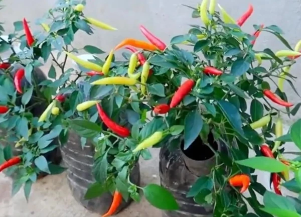 Chàng trai trẻ gây sốt vì trồng ớt bằng chai nước khoáng: 5 cây thu được 5kg, ăn quanh năm không hết