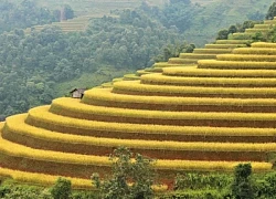 Hợp nhất Lào Cai và Yên Bái: Triển vọng tích cực phát triển du lịch xanh