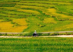 Mùa lúa chín vàng giữa đại ngàn Pù Luông