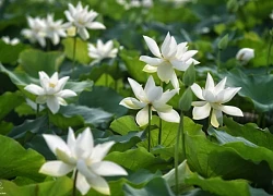 Mùa sen trắng nơi ngoại thành Hà Nội