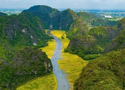 'Mùa vàng' Tam Cốc giữa non nước bao la