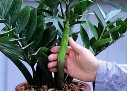 Những điều kiêng kỵ trước cửa nhà cần tránh nếu không muốn gia đình bất hòa, làm mãi không giàu