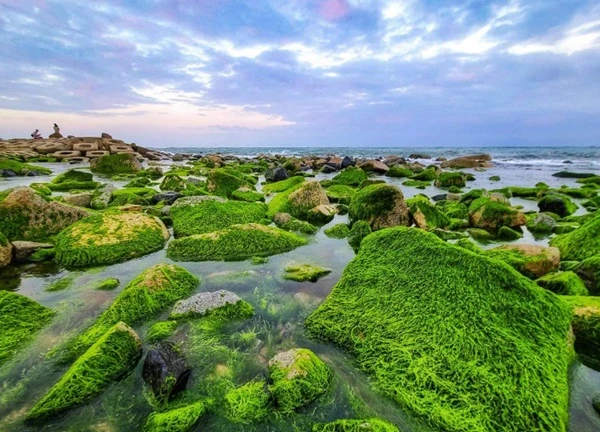 Sóng biển vỗ về rêu xanh