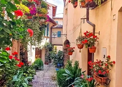 Thăm 'làng hoa' Spello ở Ý