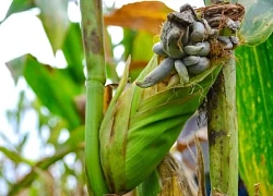 Trồng bắp ngô trên sân thượng, thứ thu về khiến người đàn ông khiếp đảm: Sự thật gây tranh cãi không hồi kết