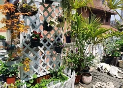 Từ sân thượng lạnh lẽo đến khu vườn ấm áp 500 chậu hoa: Góc chữa lành sau giờ làm của một mẹ bỉm