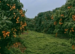 Về thăm Bắc Giang mùa vải chín