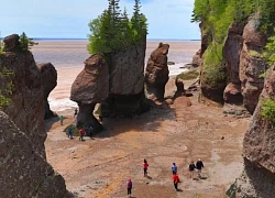 Bãi biển đầy dấu tích khủng long, rết tiền sử tại Canada