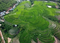 Cánh đồng ruộng bậc thang lúa đang thì con gái
