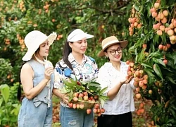 Thu hút du khách đến vùng vải sớm ở Tân Yên