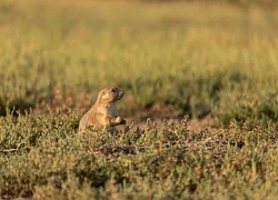Chim choắt mỏ cong nghe lén tiếng sủa của chó đồng cỏ để tránh kẻ săn mồi