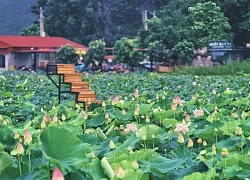 Đầm sen chưa kịp nở, hội mê ảnh đẹp đã ùn ùn đổ về Hang Múa check-in cực 'cháy'