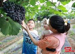 Du lịch trải nghiệm vườn nho ở Mộc Châu