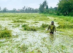 Gần 63.000 ha đất nông nghiệp Trung Bộ bị ngập úng do ảnh hưởng bão số 1
