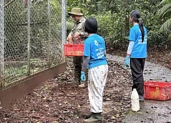Hành trình phiêu lưu của cô bé 11 tuổi giữa rừng xanh