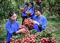 Hành trình qua những đồi vải đỏ