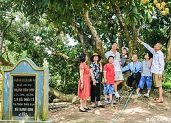 Lượng khách đến tham quan cây vải tổ ở Thanh Hà tăng gấp 3 lần