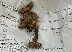 Ngộ độc do ăn nấm mọc trên nhộng ve sầu