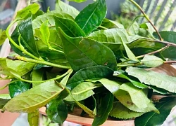Những sai lầm khi uống nước chè xanh gây hại cho thận