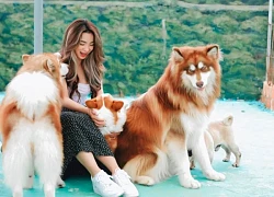 Nỗi niềm của chủ quán cafe thú cưng ở Đà Lạt: Làm mô hình giống hệt, "bên thu nhập gần 1 tỷ/ngày, mình chưa đến 1 triệu"?